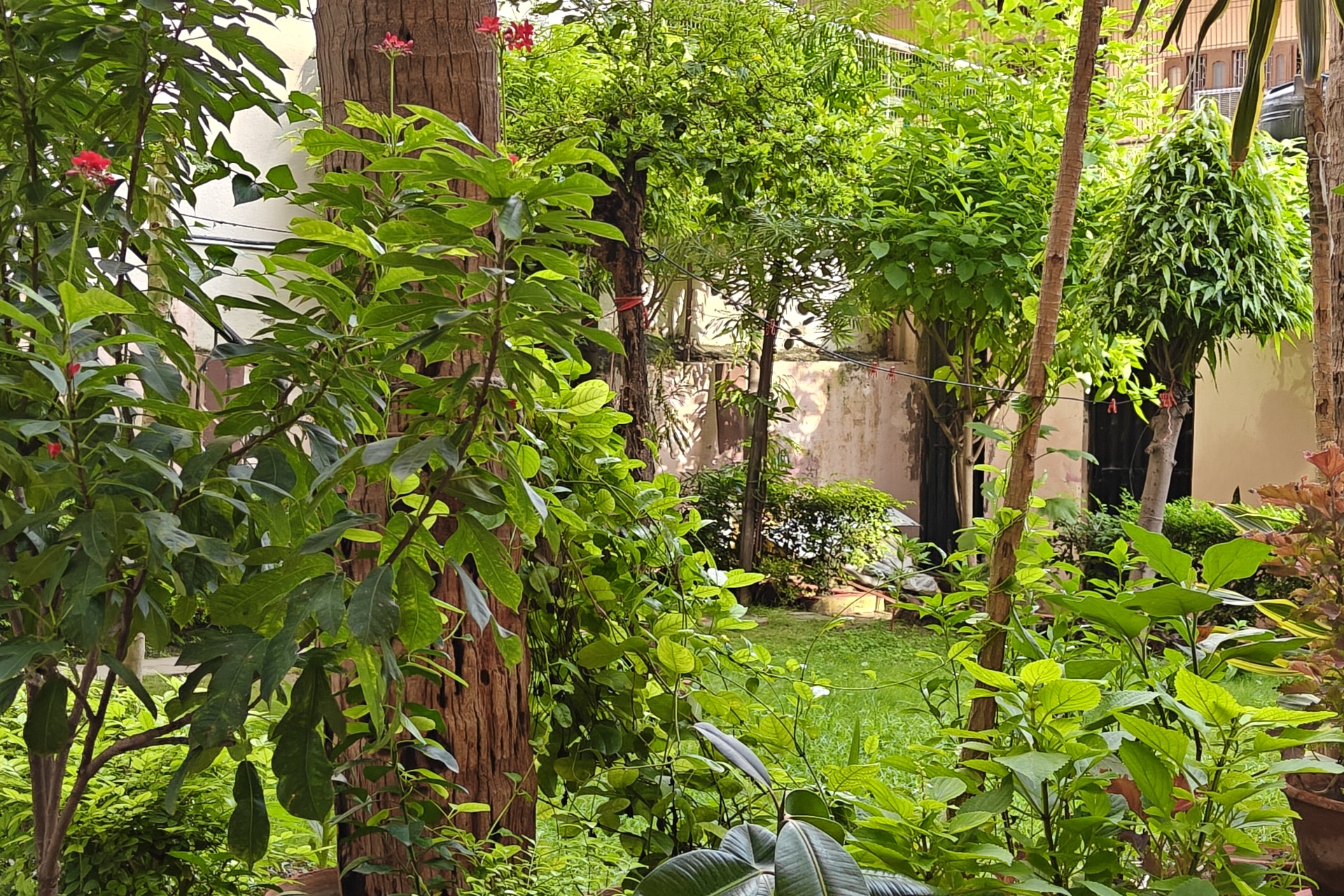 Gardenia, Varanasi: garden planting in close view, red flowers and broad green leaves around a palm trunk, lawn beyond