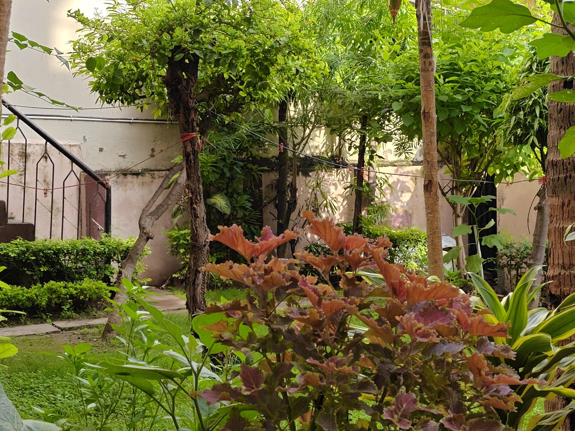 Gardenia, Varanasi: coleus with bronze and purple leaves in the foreground, a paved path and boundary steps behind the trees